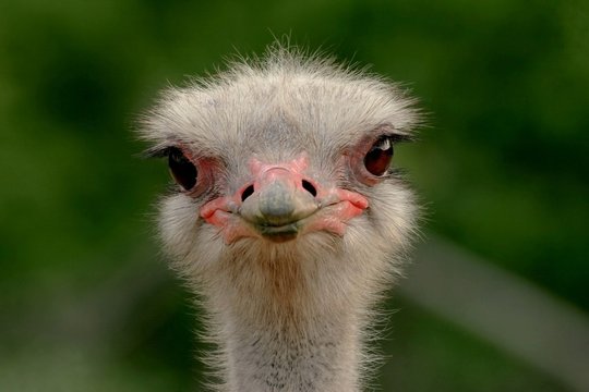 Ostrich head close up