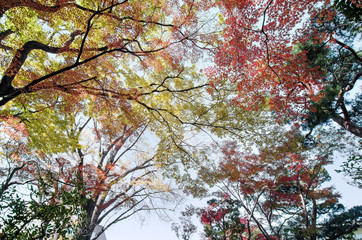 Colorful maple leaf background in autumn