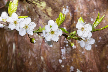 A branch of apple tree in bloom