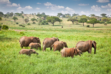 Fototapeta na wymiar Elephants family on pasture in African savanna . Tanzania.
