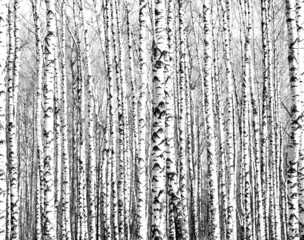 Poster Voorjaarsstammen van berkenbomen zwart en wit © Elena Kovaleva