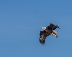Bald Eagle Carrying Fish