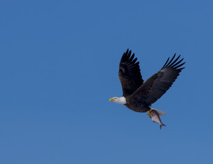 Bald Eagle Carrying Fish