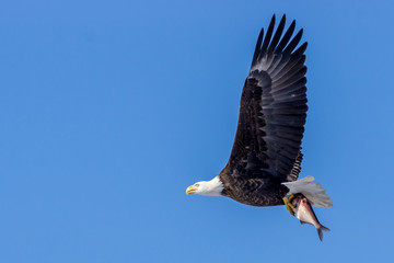 Bald Eagle Carrying Fish