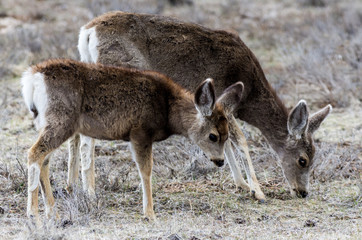 Mule Deer Doe and Fawn