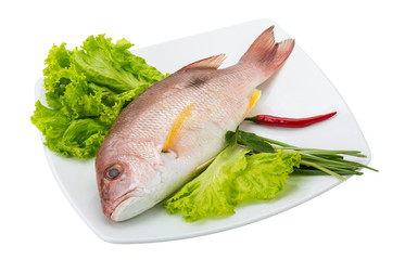 Raw red snapper