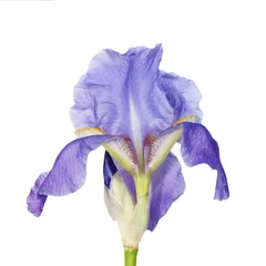 Printed roller blinds Iris iris flower isolated on white