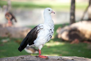 Closeup of a duck