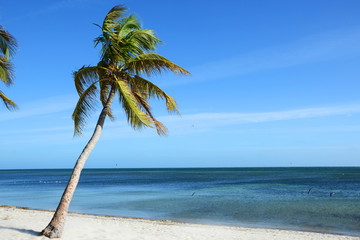 Palm Tree on Tropical Beach, Key West, Florida