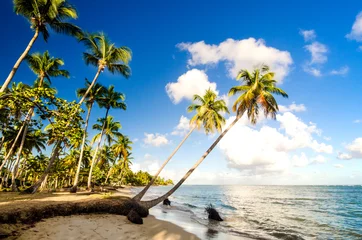 Fotobehang Eenzaam Caribisch strand :) © doris oberfrank-list
