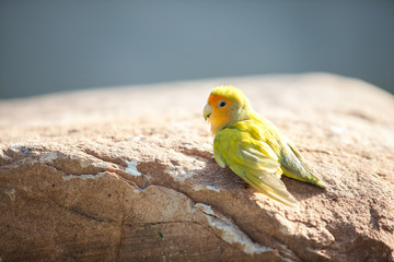 yellow green Little lovebird