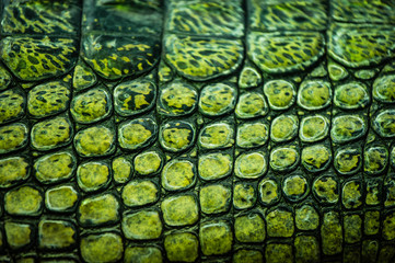 Detail of green gharial skin