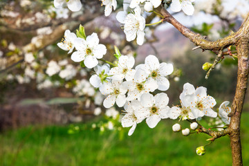A tree in bloom, spring