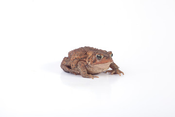 Toad