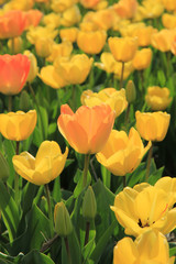 Yellow and orange tulips