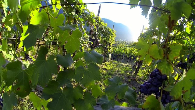 vigneti in Valtellina