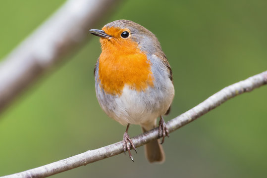 Red robin on a branch very close and detailed