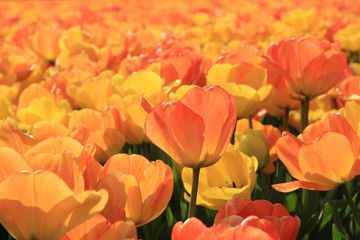 Yellow and orange tulips