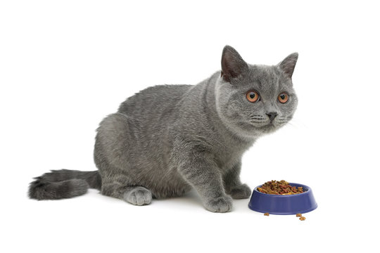 gray kitten eats cat food. white background.