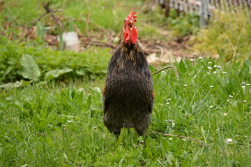 gallo de plumas negras cantando en el campo