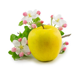 apple and flower