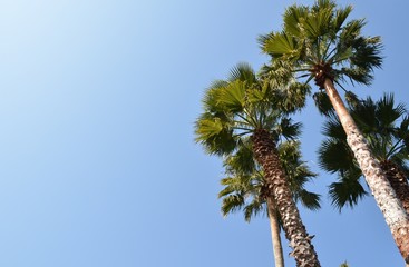 ヤシの木と青空