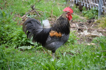 gallo de corral de color negro en el campo
