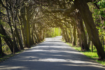 Beautiful alley in the green spring park