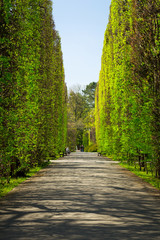 Beautiful alley in the green spring park