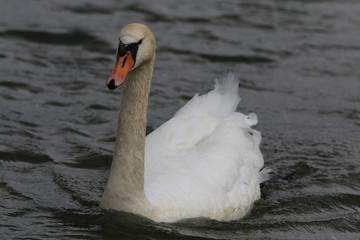 łabędź © shutterfil77