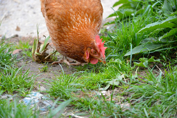 gallina comiendo en el campo