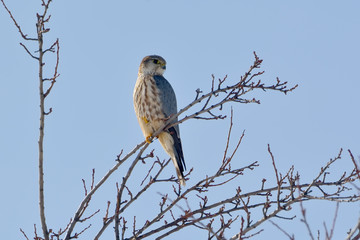 Merlin (Falco columbarius) perching on branch