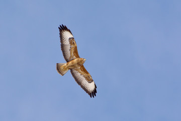 Common buzzard ( Buteo buteo) single bird in flight