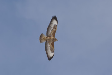 Common buzzard ( Buteo buteo) single bird in flight