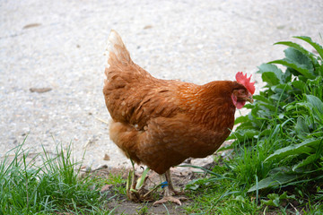 Gallina de color marron