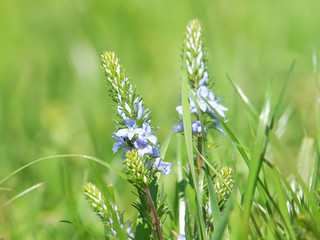 Veronica prostrata nestor , sprawling speedwell