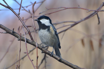 Titmouse (Parus major), on a branch