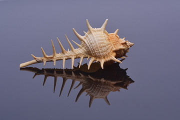 Sea shell, isolated on neutral background
