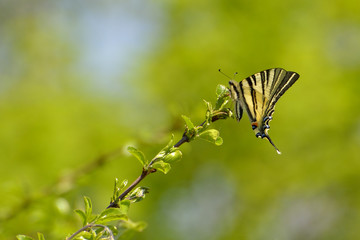 Butterfly - scarce swallowtail