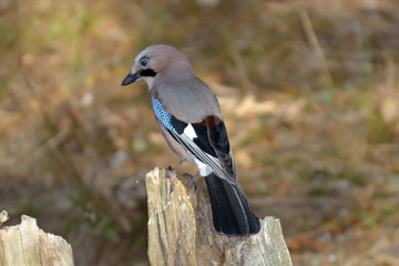 Jay (Garrulus Glandarius) in natural habitat