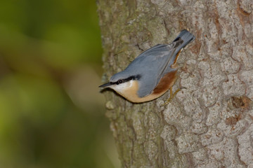 Nuthatch bird in natural habitat (sitta europaea)