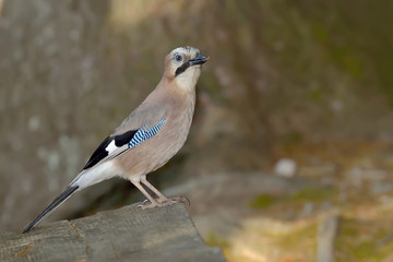 Jay (Garrulus Glandarius) in natural habitat