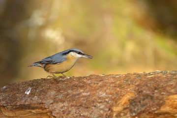 Nuthatch bird in natural habitat (sitta europaea)