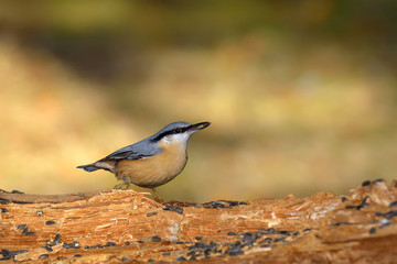 Obraz premium Nuthatch bird in natural habitat (sitta europaea)