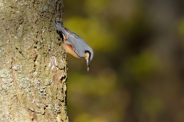 Nuthatch bird in natural habitat (sitta europaea)