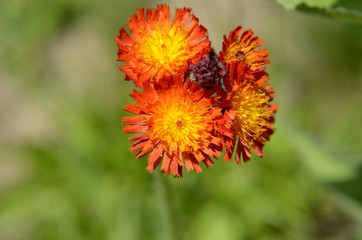 Wild carnation flower on green meadow