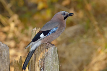 Jay (Garrulus Glandarius) in natural habitat