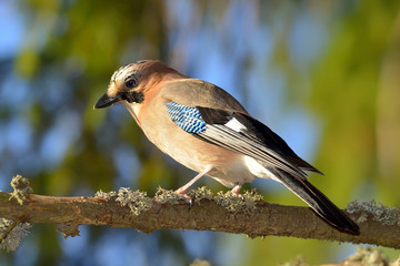 Jay (Garrulus Glandarius) in natural habitat
