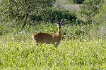 Roebuck (capreolus capreolus) in natural habitat