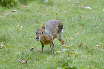 Animal fur in the grass